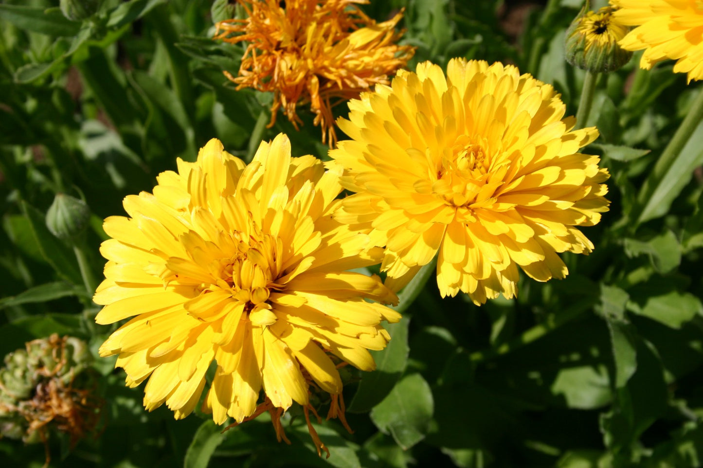 Calendula Yellow Flower Seeds