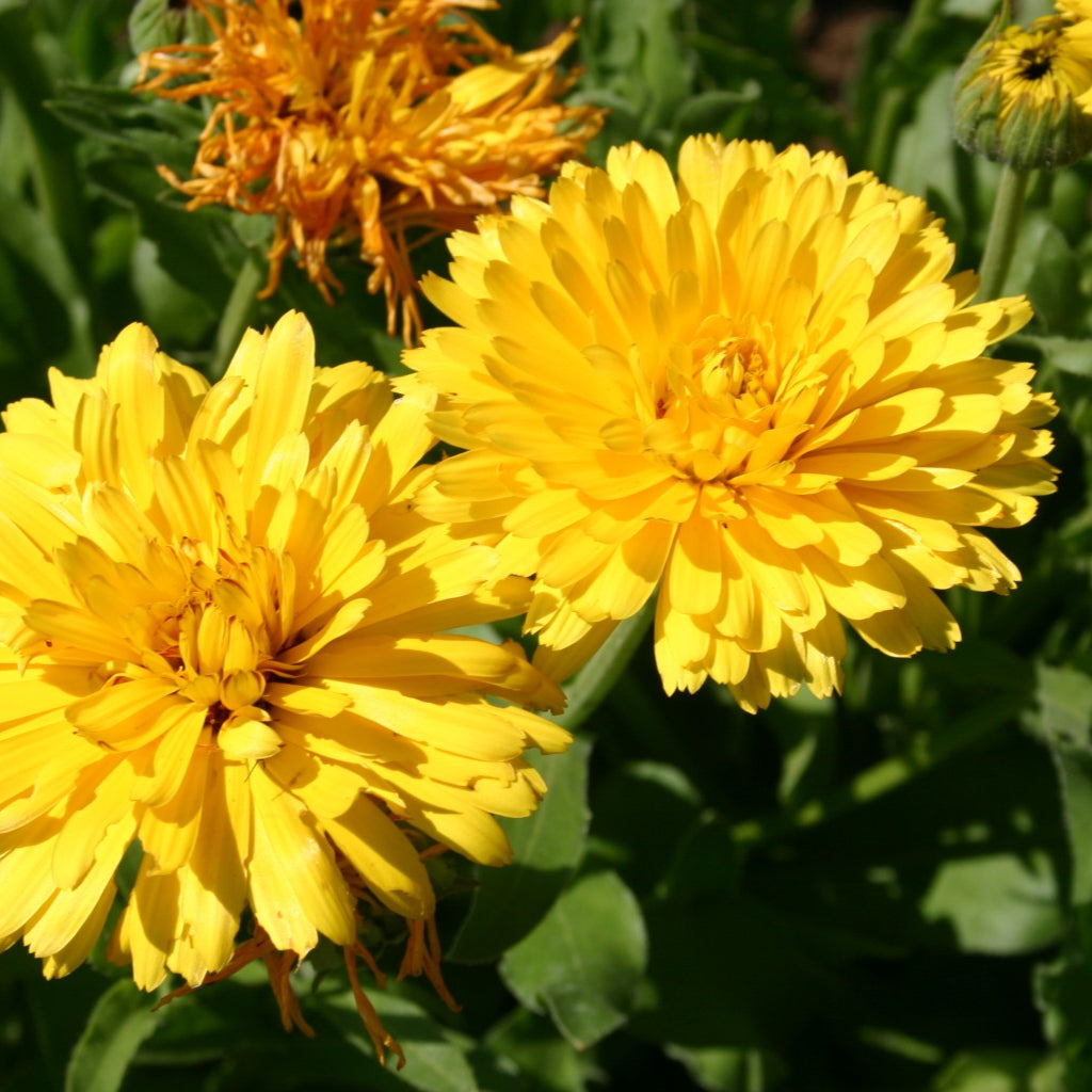 Calendula Bon Bon Yellow Flower Seeds
