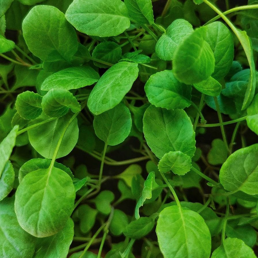 Cauliflower Microgreen Herb Seeds