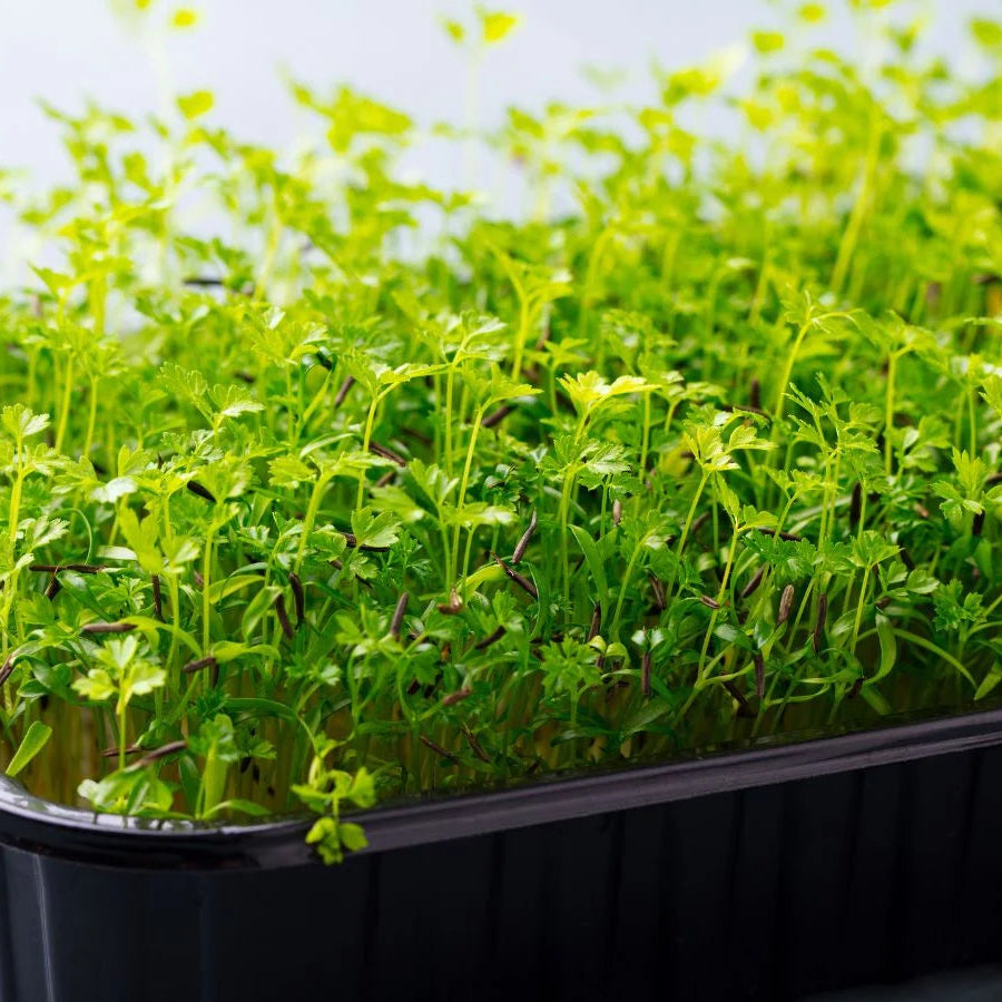 Chervil Green Microgreens Seeds
