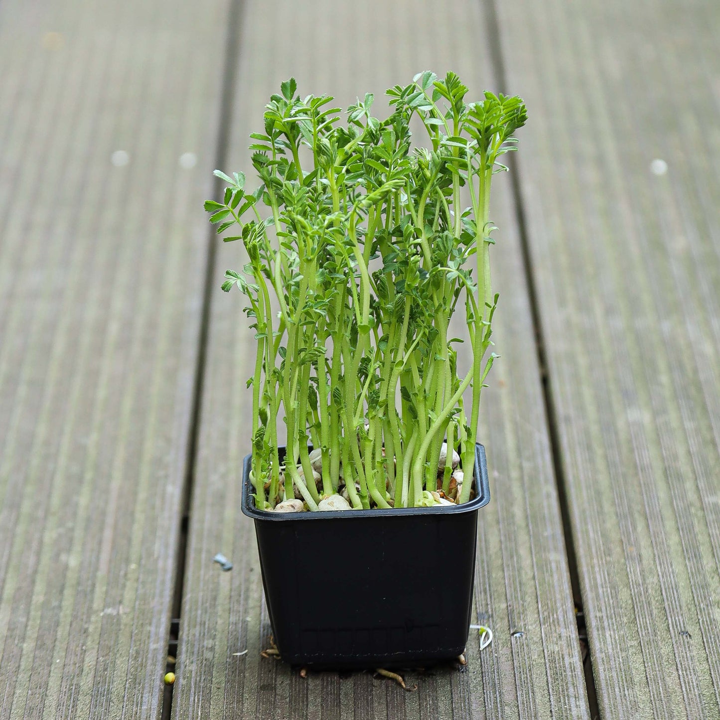 Chic Pea Green Sprouts Microgreens Seeds