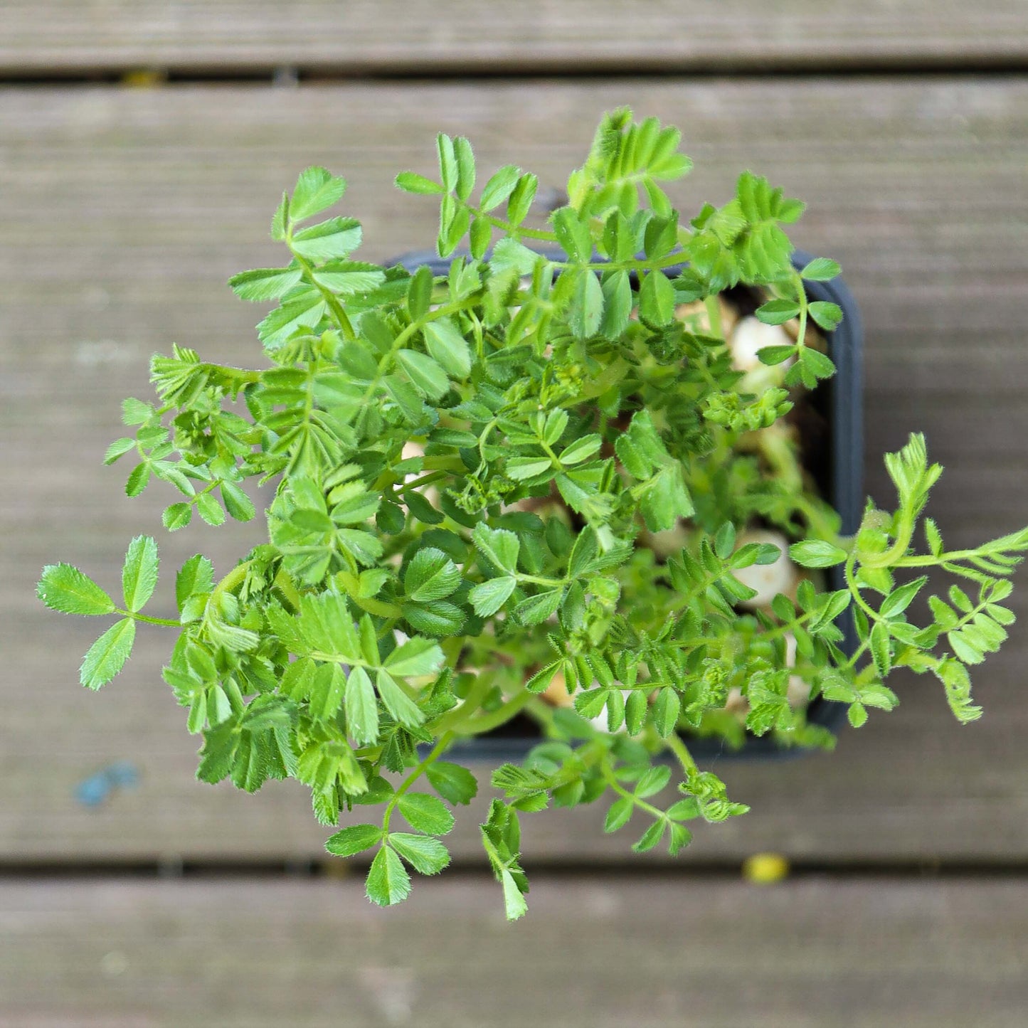 Chic Pea Green Sprouts Microgreens Seeds