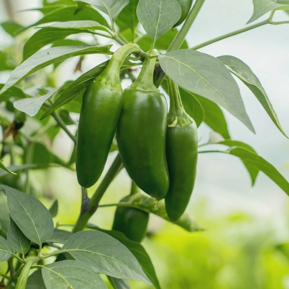 Chilli Vasudha F1 Vegetable Seeds