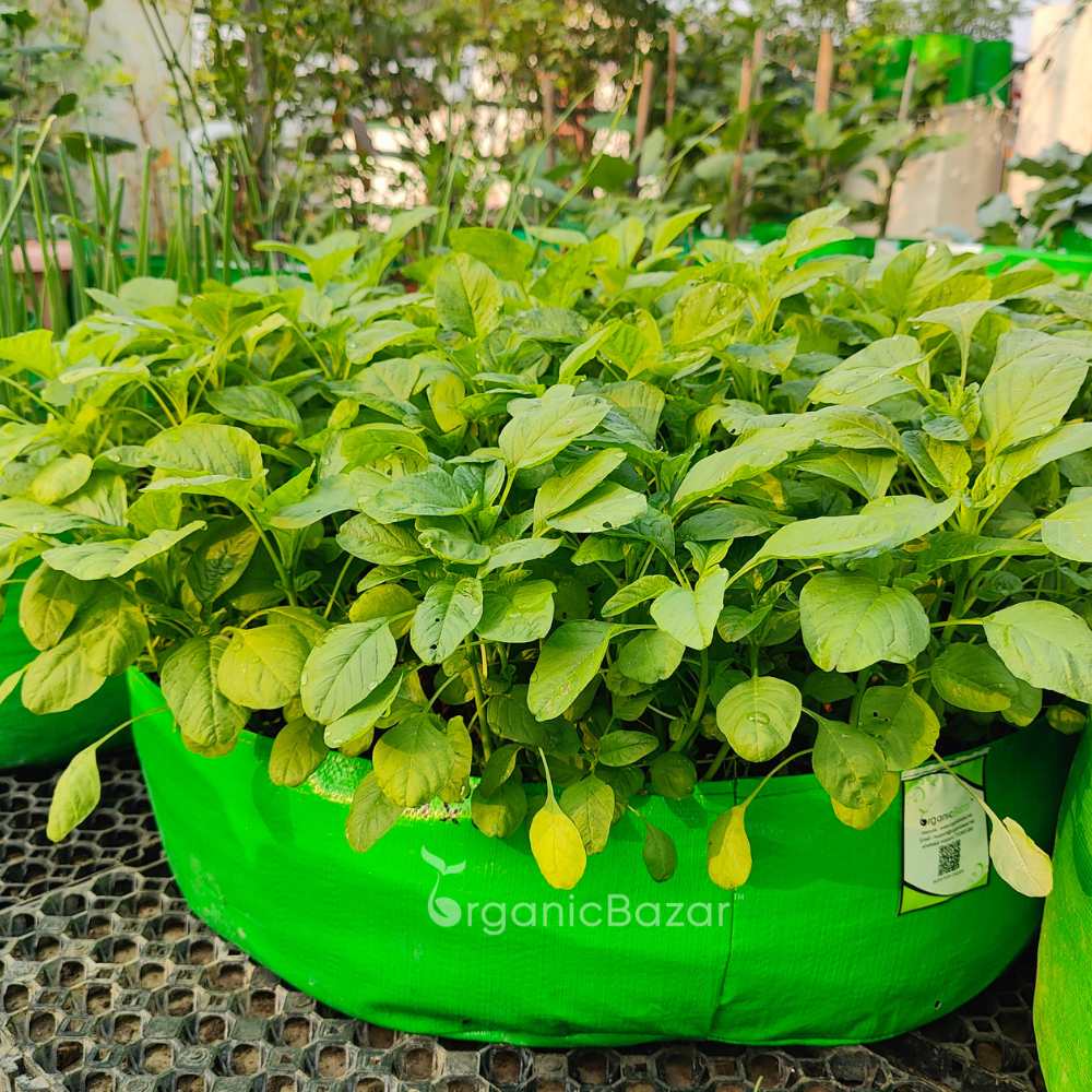 Amaranthus Choulai Green Leaf Microgreens Seeds