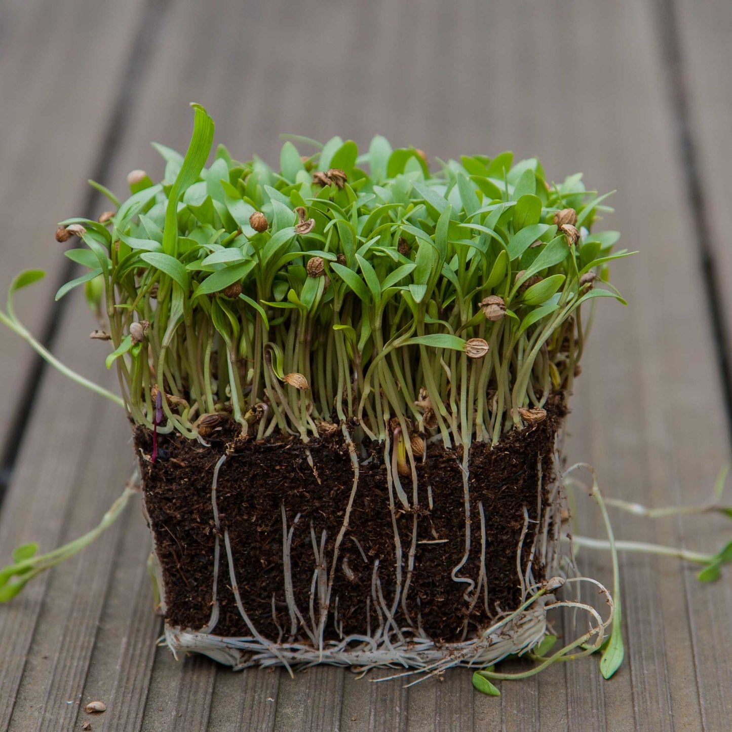 Cilantro Split Herb Seeds