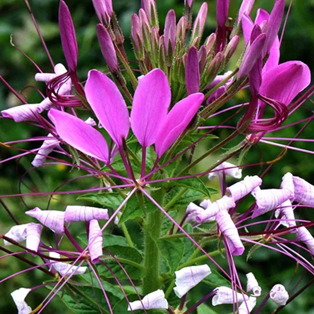 Cleome Spinosa Mixed Flower Seeds
