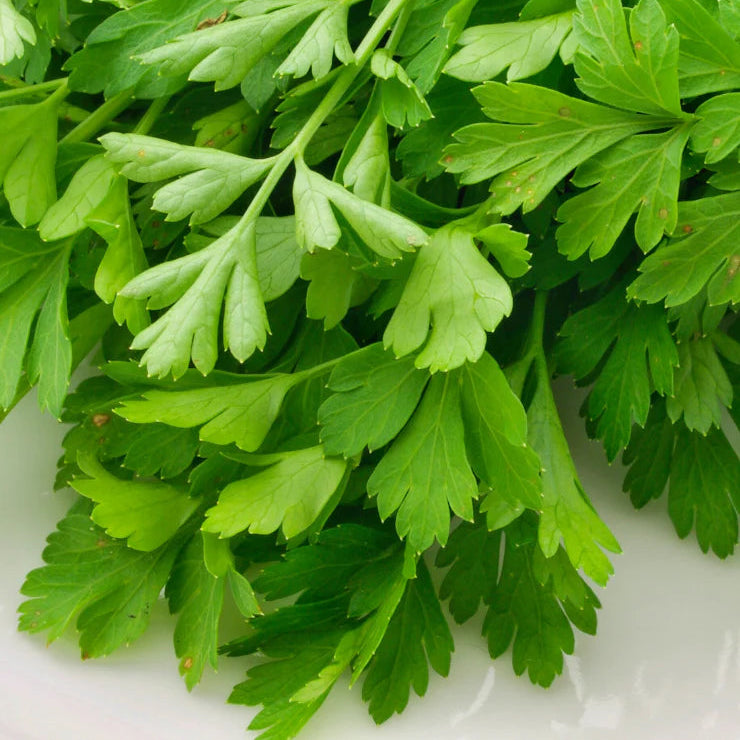 Coriander IMP Vegetable Seeds
