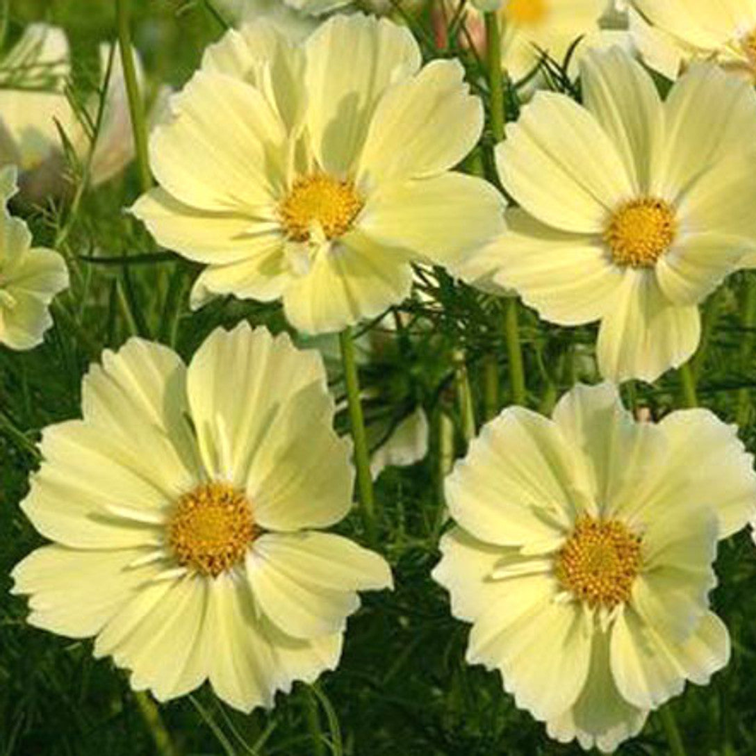 Cosmos Bright Light Yellow Seeds
