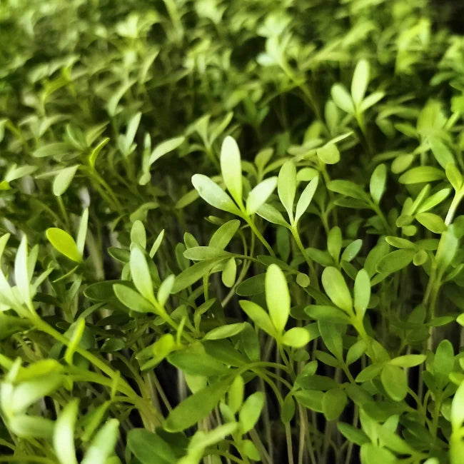 Cress Common Leaf Microgreens Seeds