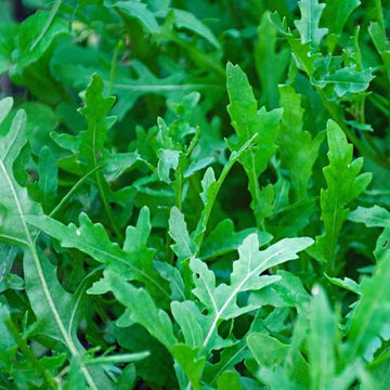 Rocket (Arugula) Leaves / Wild Herb Seeds