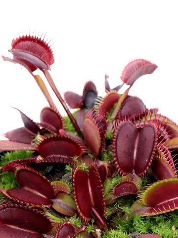 Red Venus Flytrap – Rare Carnivorous Plant, Live Dionaea Muscipula for Home & Garden Terrariums