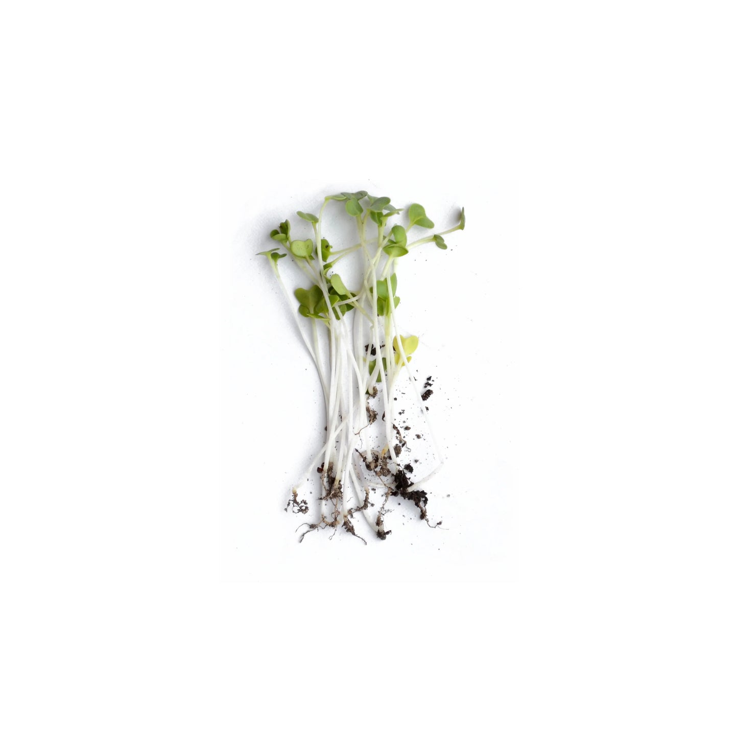 Cauliflower Microgreen Herb Seeds