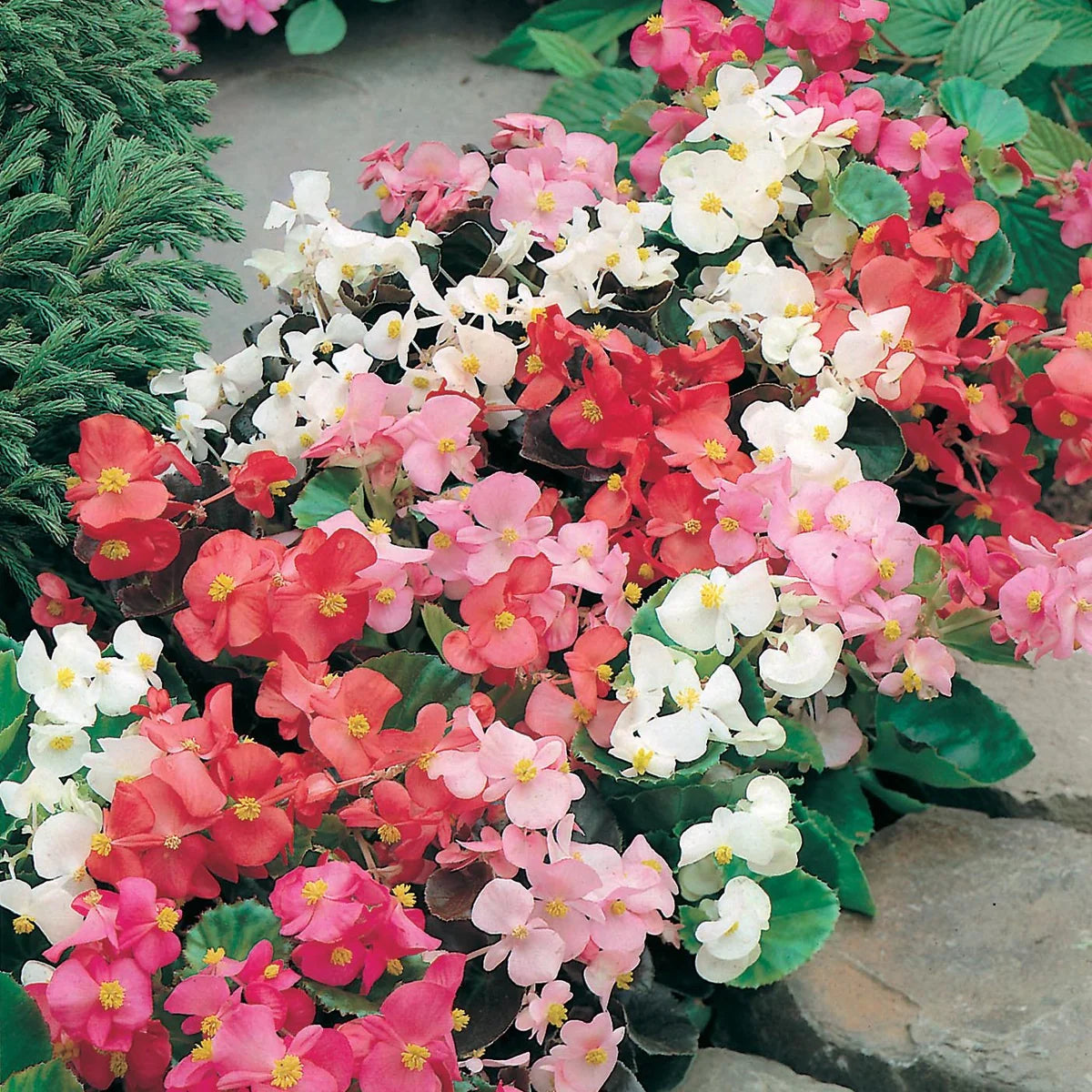 Begonia Semperflorens Mixed Winter Flower Seeds