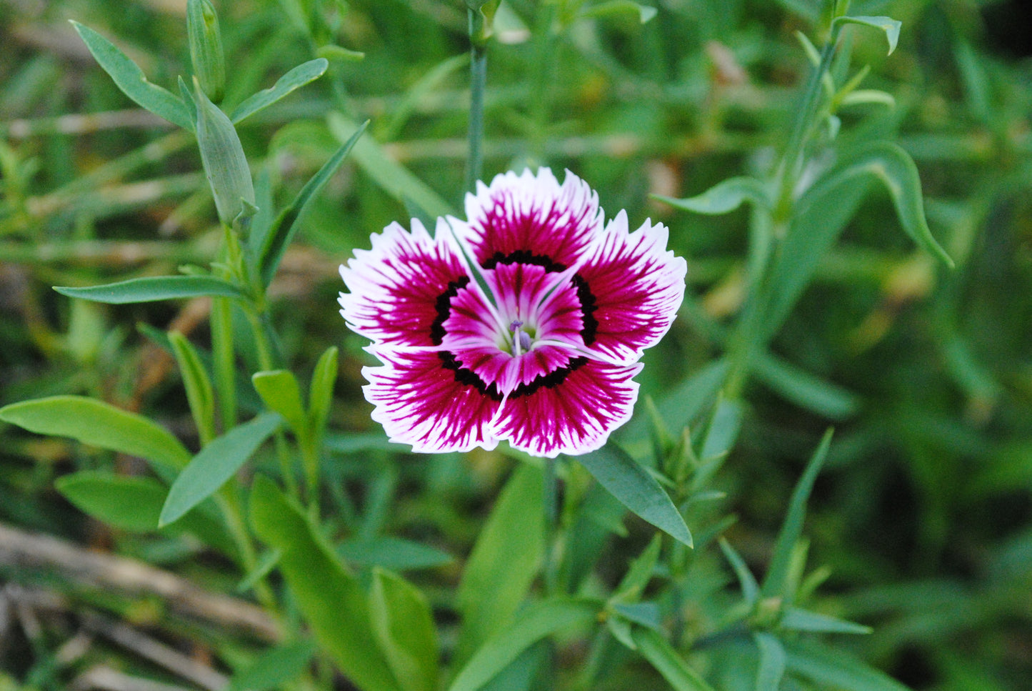 Dianthus Chinensis Flower Seeds