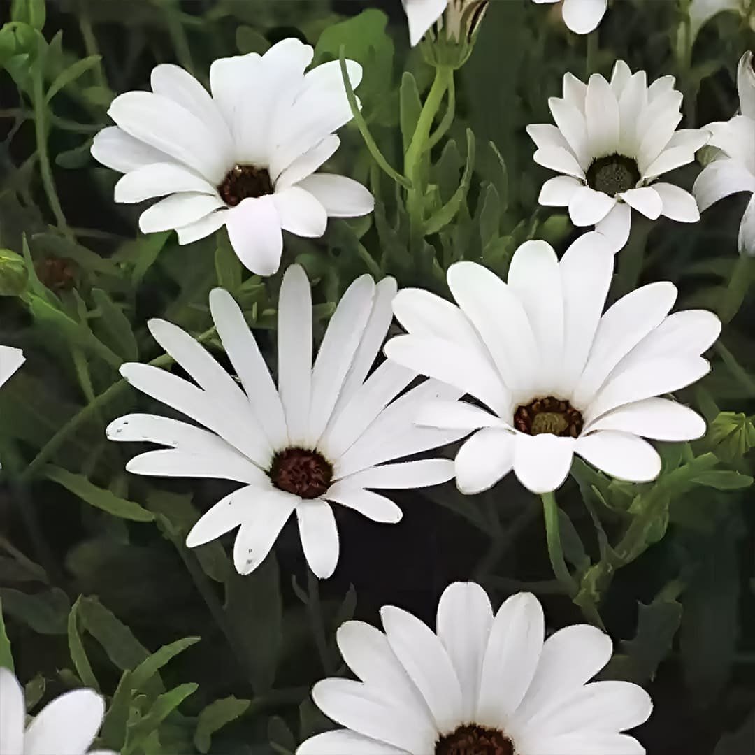 Dimorphotheca Flower Seeds – Vibrant & Easy-to-Grow Outdoor Blooms