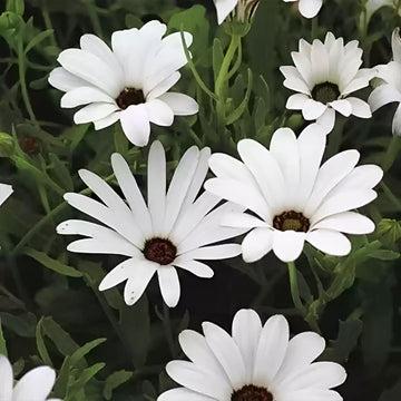 Dimorphotheca Flower Seeds – Vibrant & Easy-to-Grow Outdoor Blooms