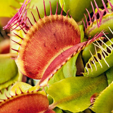 Green with Red Venus Flytrap – Live Carnivorous Plant | Exotic Insect-Eating Houseplant