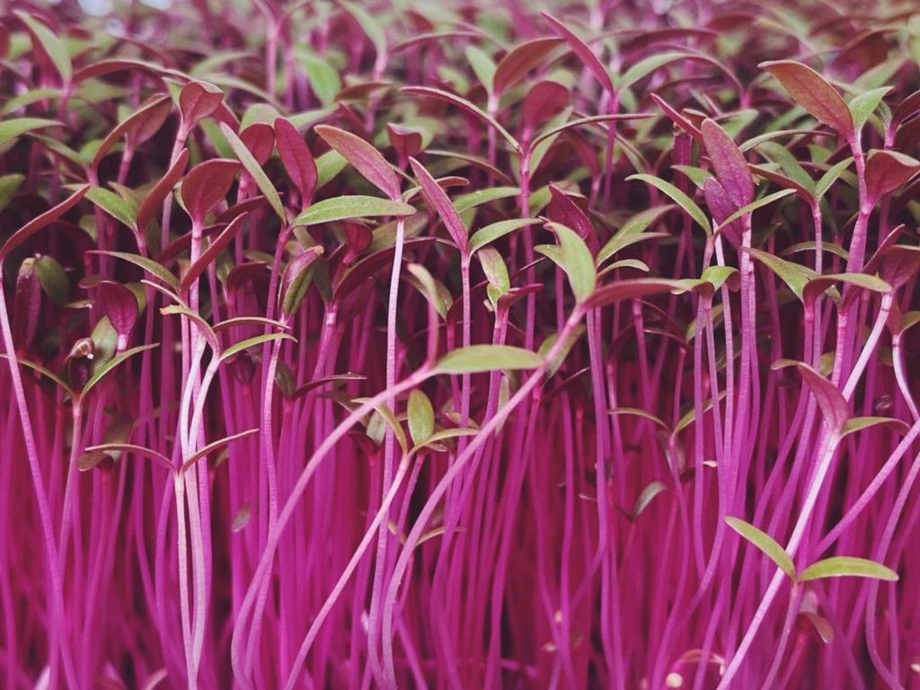 Amaranthus Choulai Misticanza Microgreens Seeds