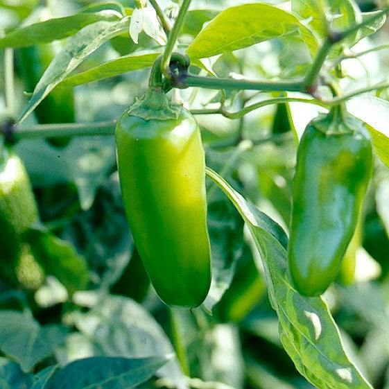 Chilli Vasudha F1 Vegetable Seeds