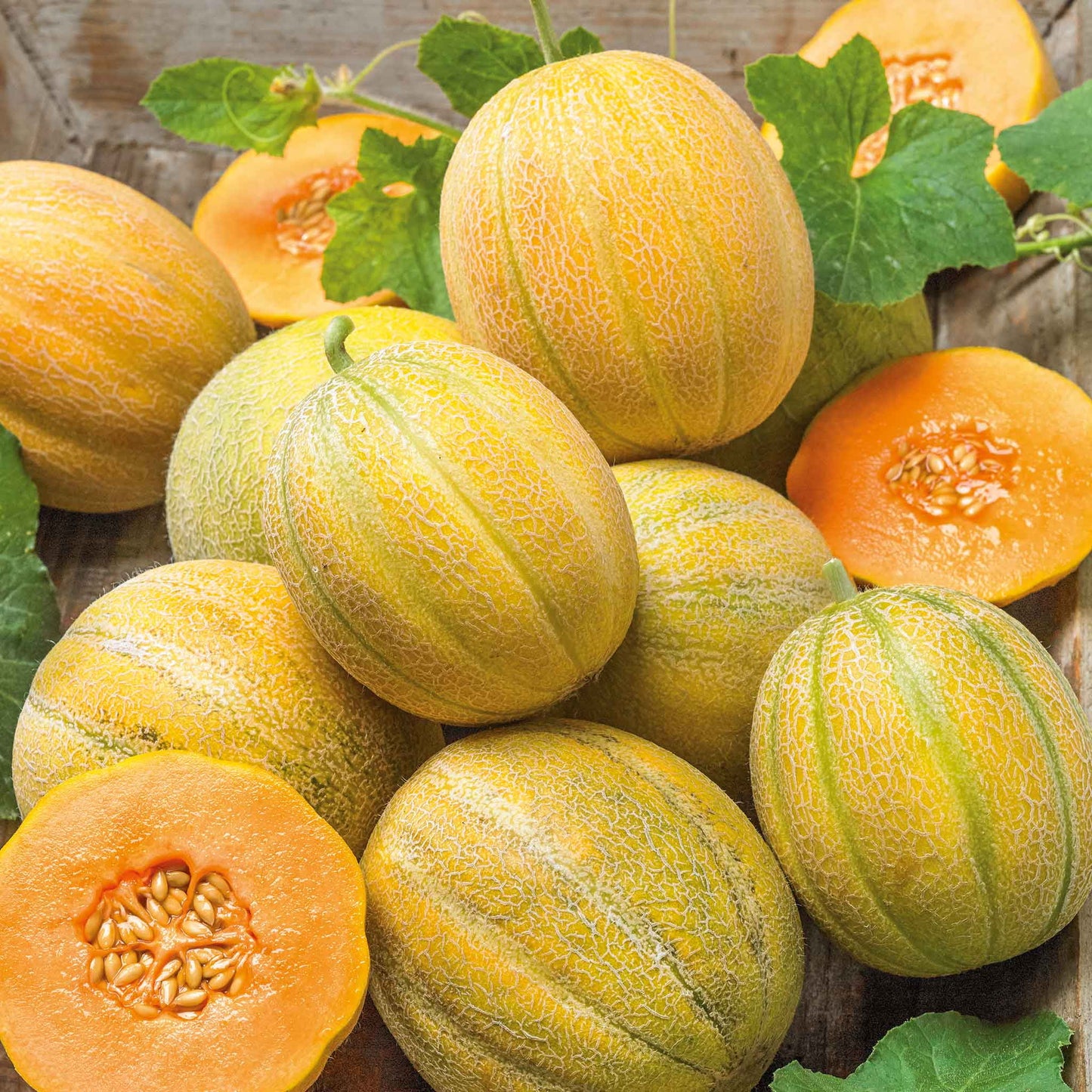 Muskmelon F1 Hybrid Vegetable Seeds