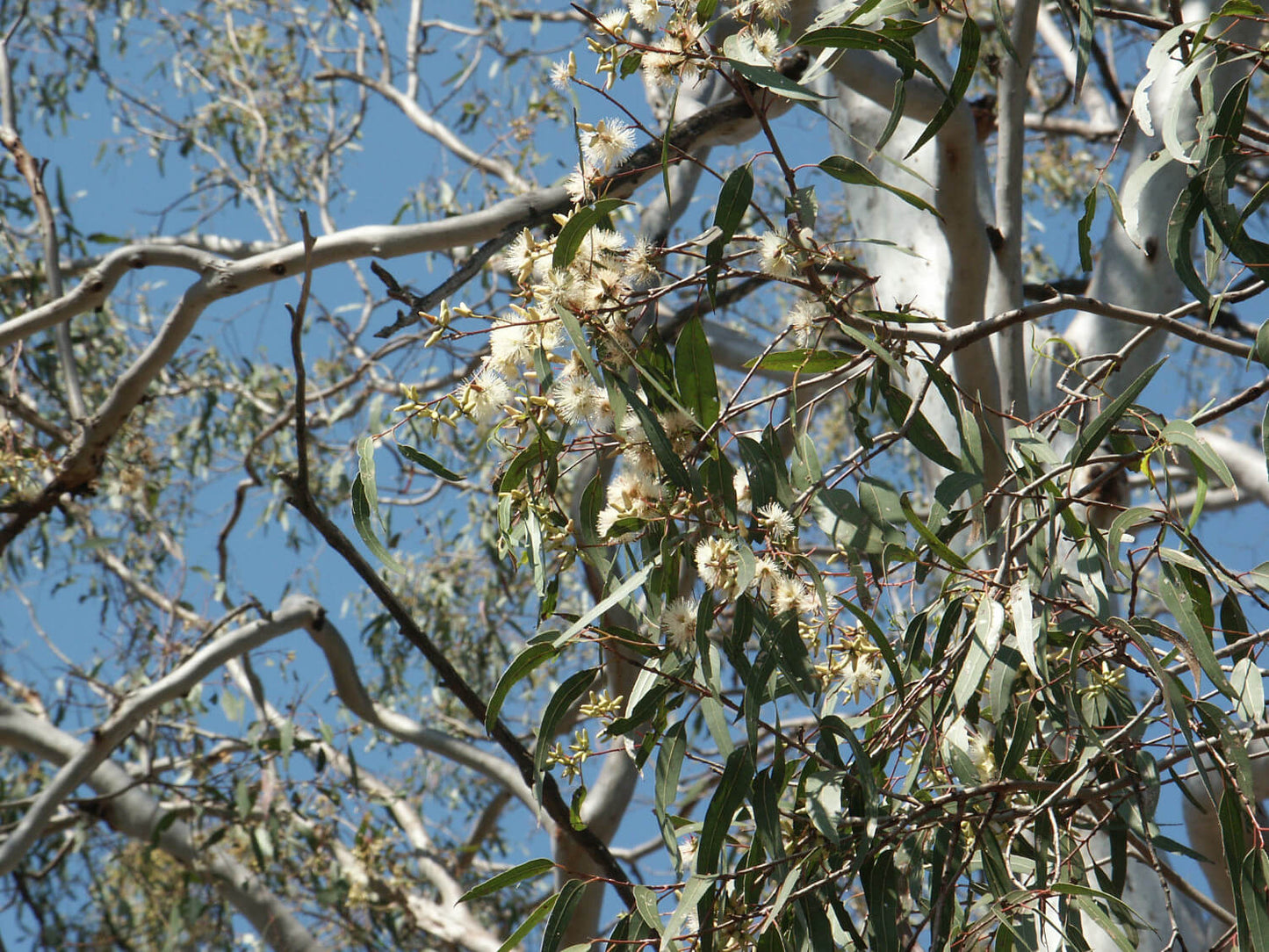 Eucalyptus Tereticornis Herb Seeds