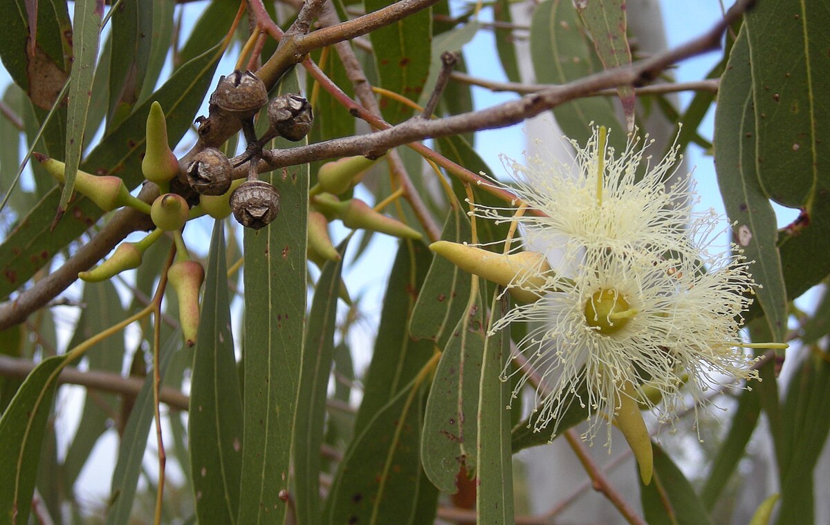 Eucalyptus Tereticornis Herb Seeds