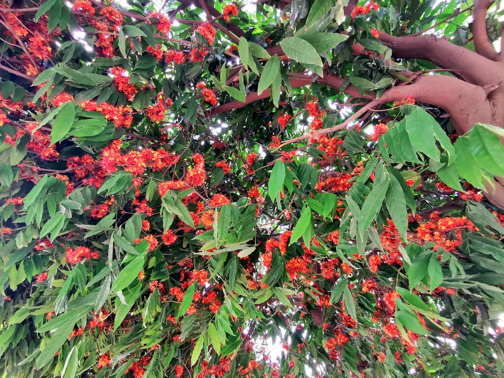 Ashok Tree Herb Seeds