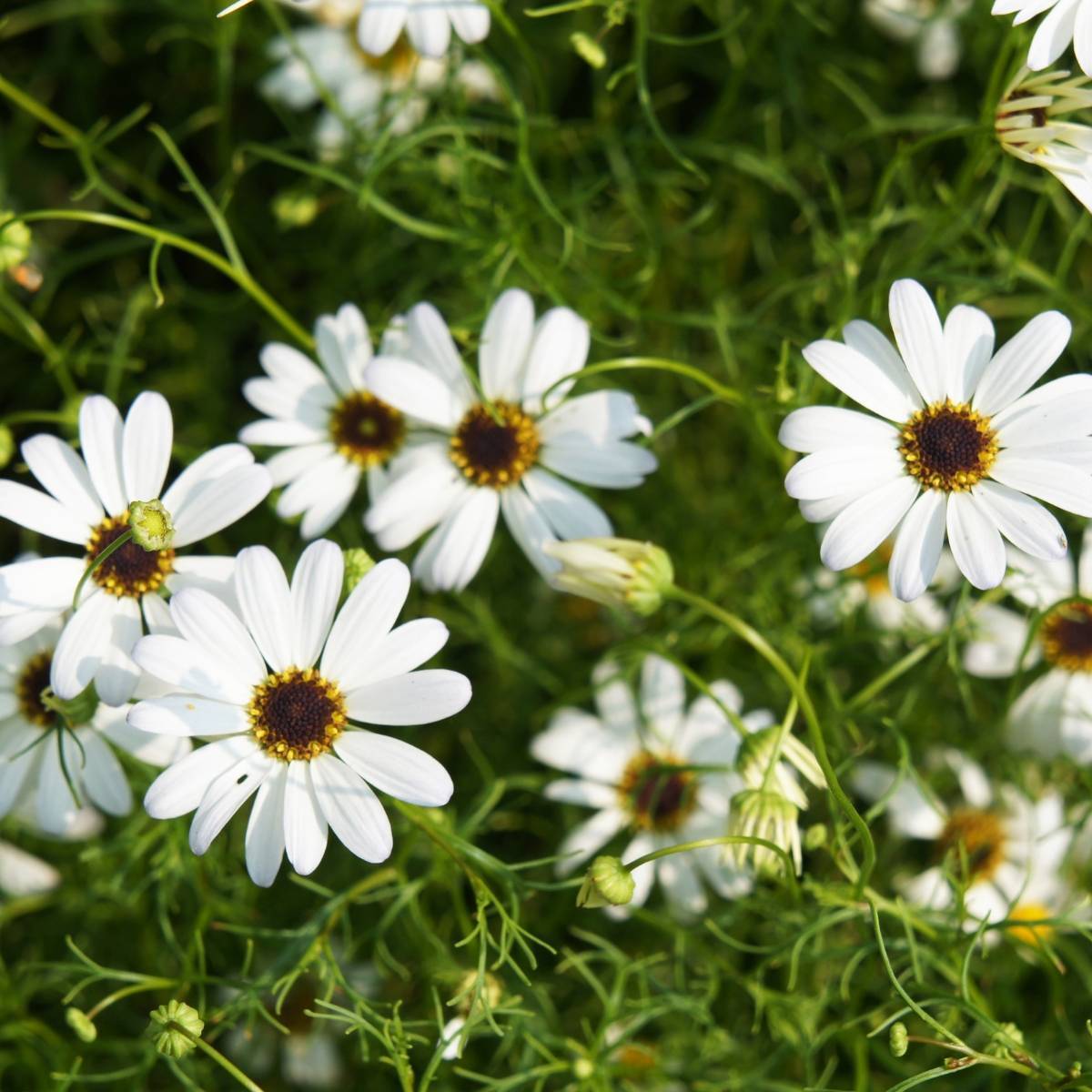 Brachycome White Seeds