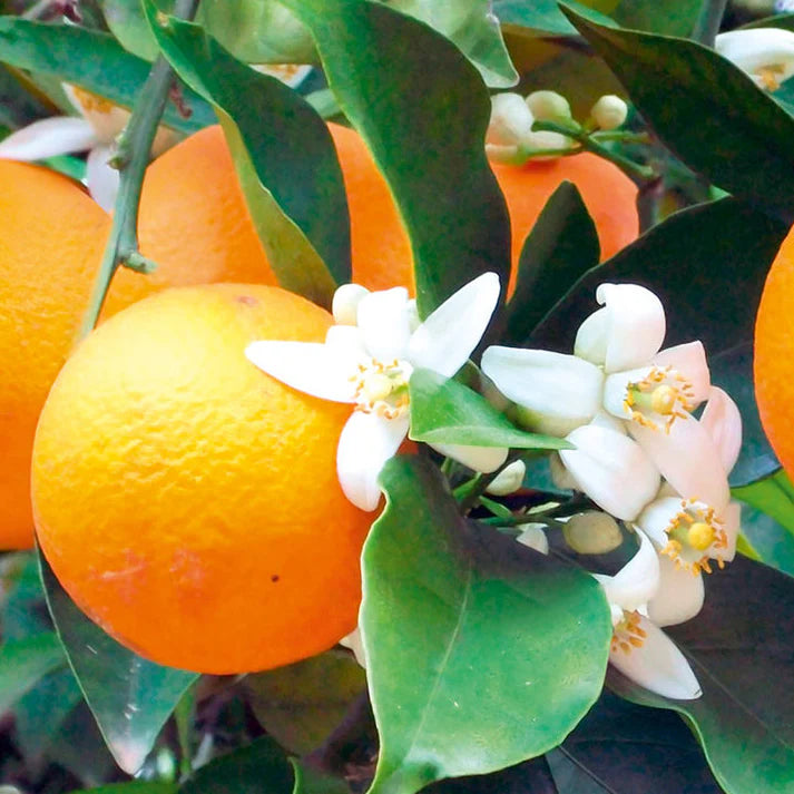 Citrus Kinnow Fruit Seeds