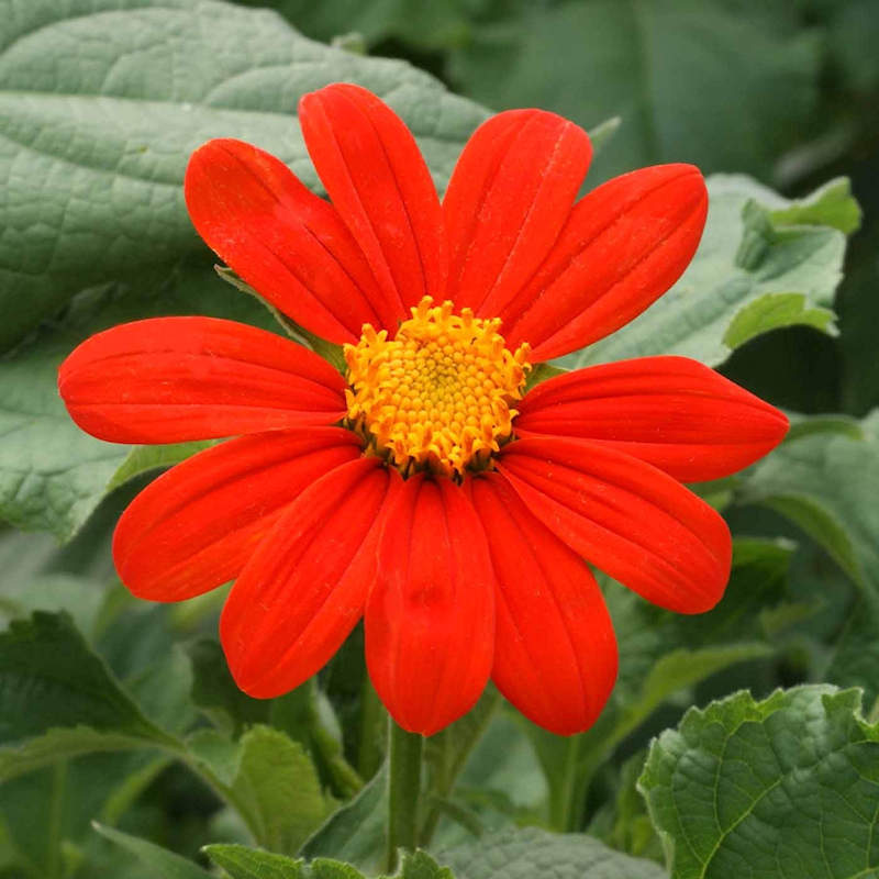 Tithonia Torch Red Summer Flower Seeds