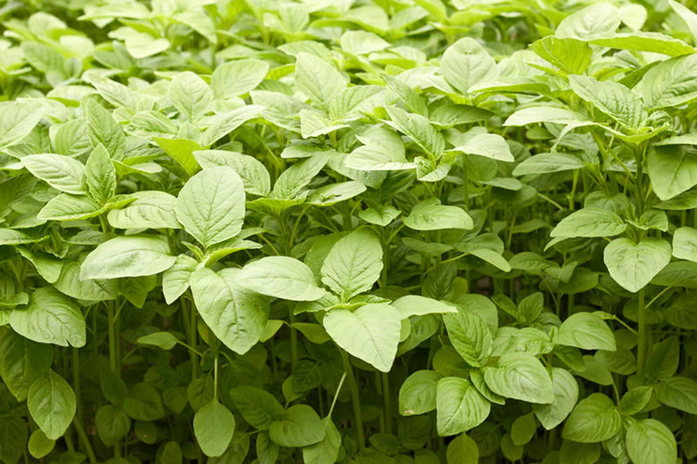Amaranthus Choulai Green Leaf Microgreens Seeds
