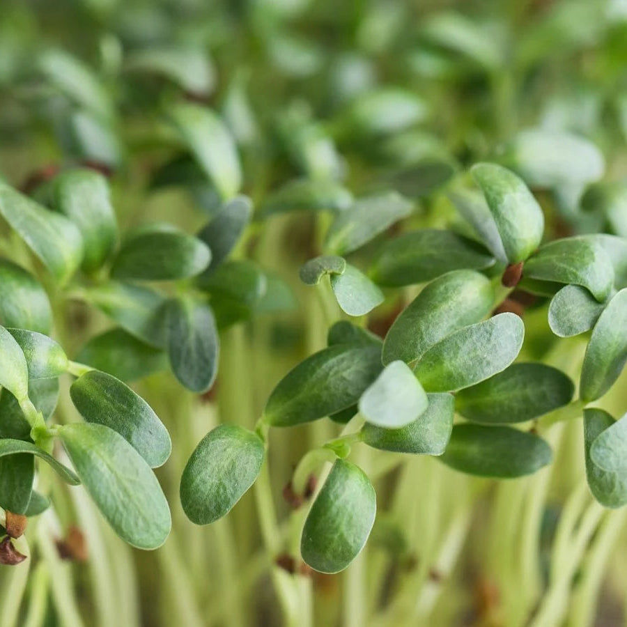 Fenugreek Indian Small Leaf Microgreens Seeds