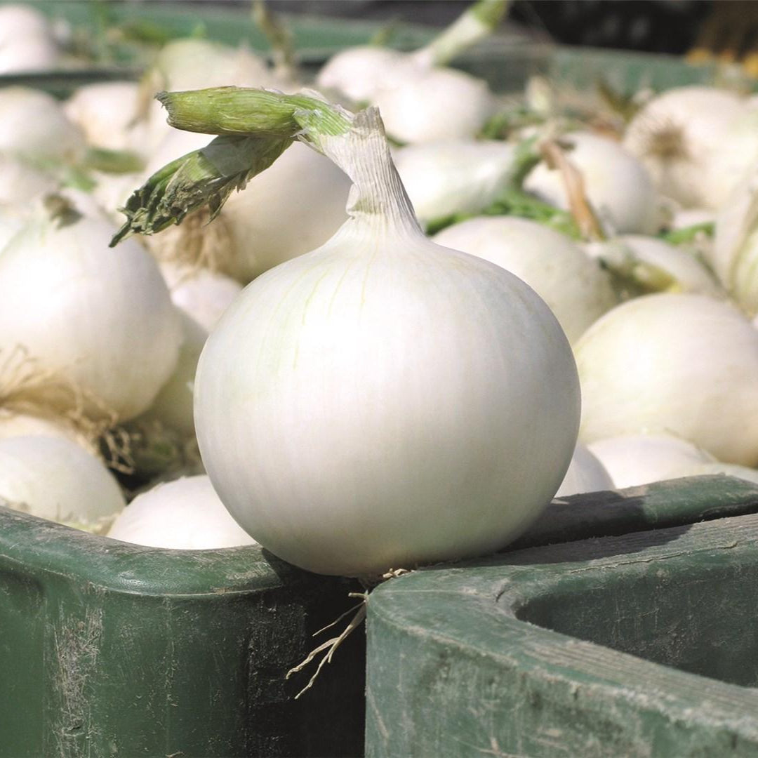 Onion White Globe Vegetable Seeds