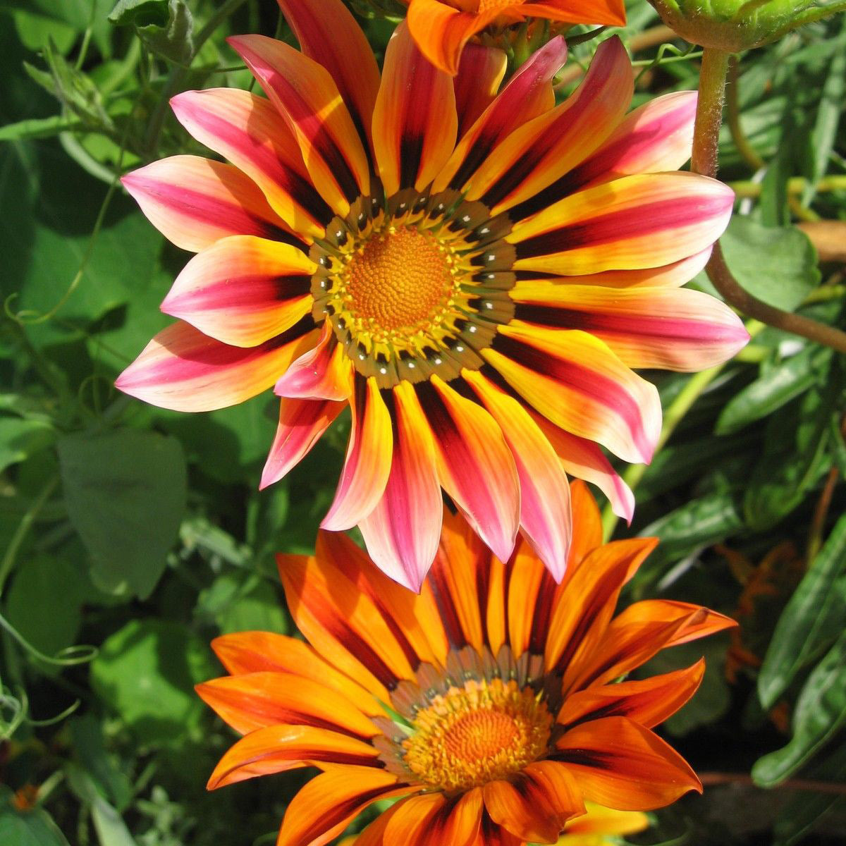 Gazanias Simishine Mixed Winter Flower Seeds