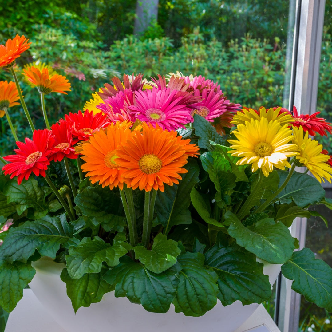 Gerbera Mini Mixed Color Flower Seeds