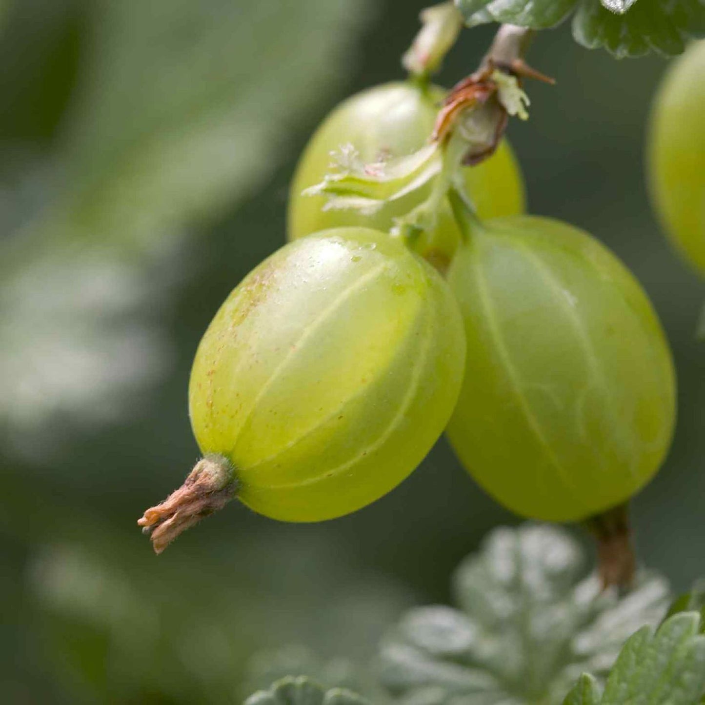 Fresh Gooseberry Seeds - Organic & High-Quality for Your Home Garden
