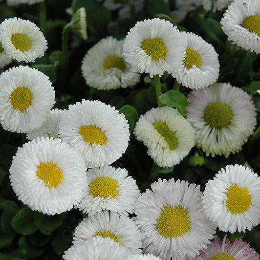 Bellis Perennis ‘White Daisy’ Winter Flower Seeds