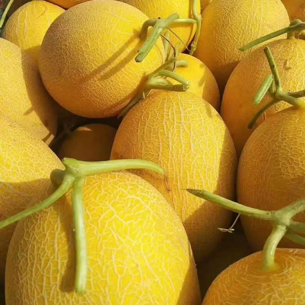 Muskmelon F1 Hybrid Vegetable Seeds