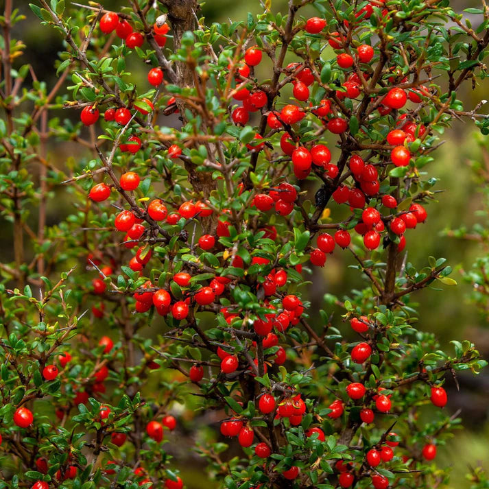 Mountain Currant Seeds
