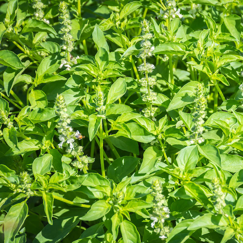 Lemon Basil Herb Seeds