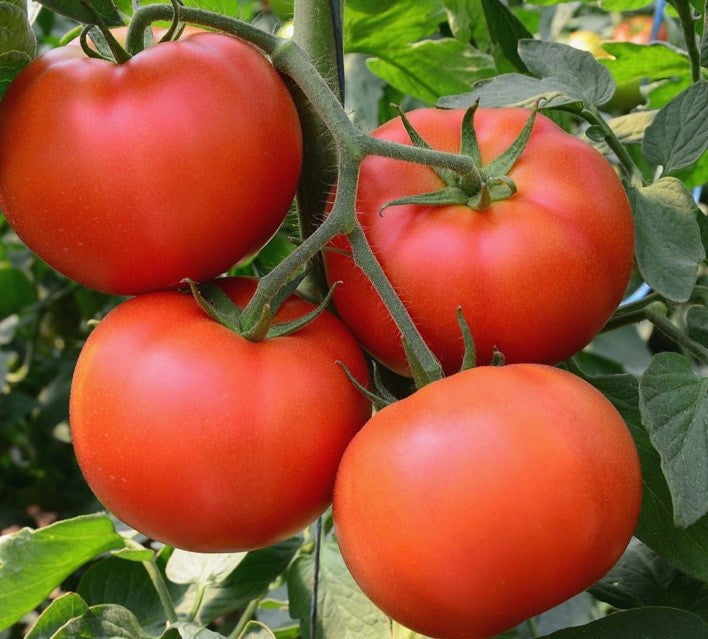 Tomato Heirloom UC-82 Vegetable Seeds