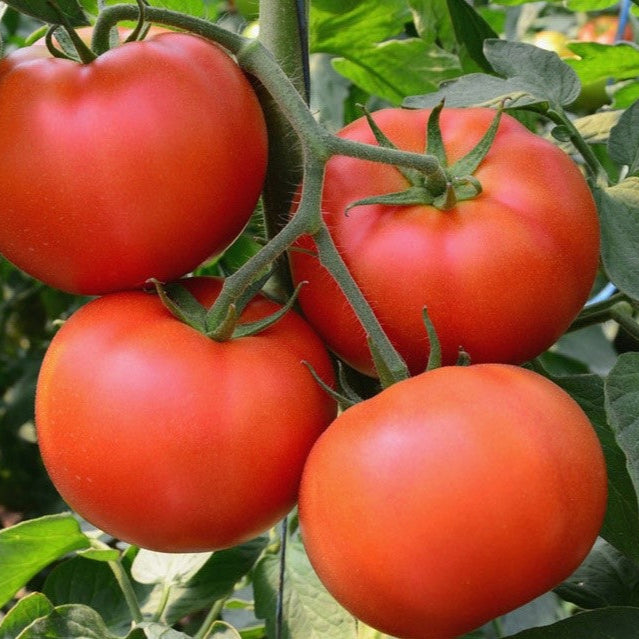 Tomato Ananya 92 Hybrid Vegetable Seeds