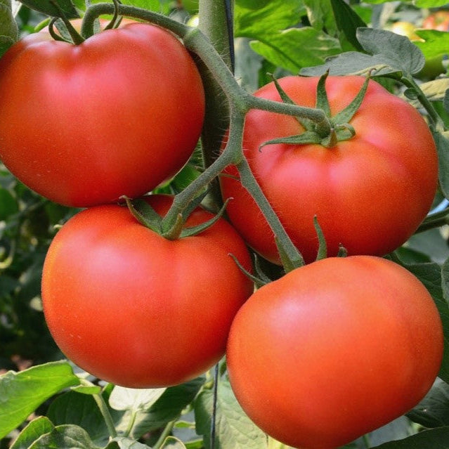 Tomato Sartaj IV Hybrid Vegetable Seeds