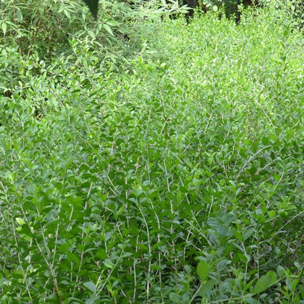 Mehendi Heena Leaves Herb Seeds