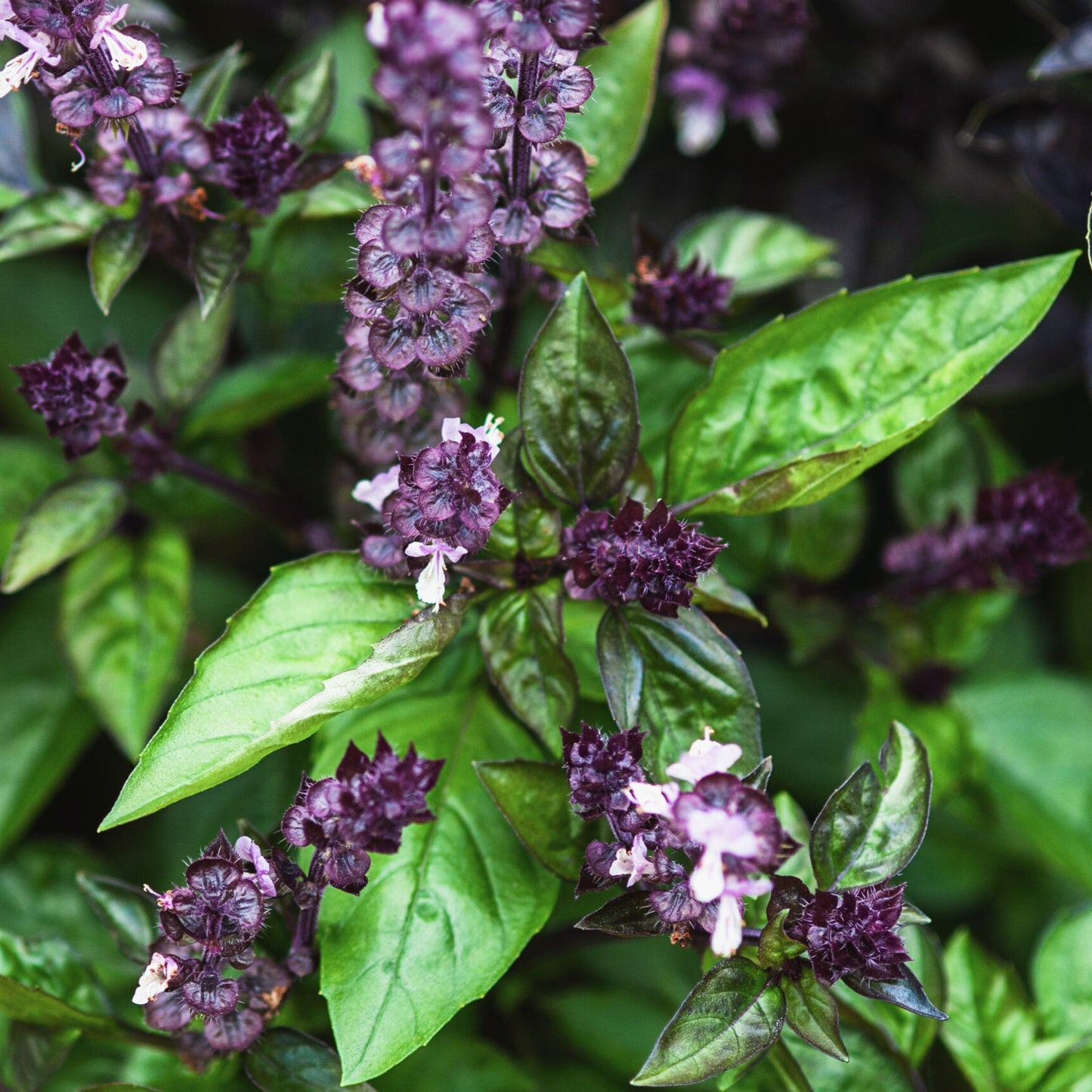 Basil Mixed Green and Purple Leaf Microgreens Seeds