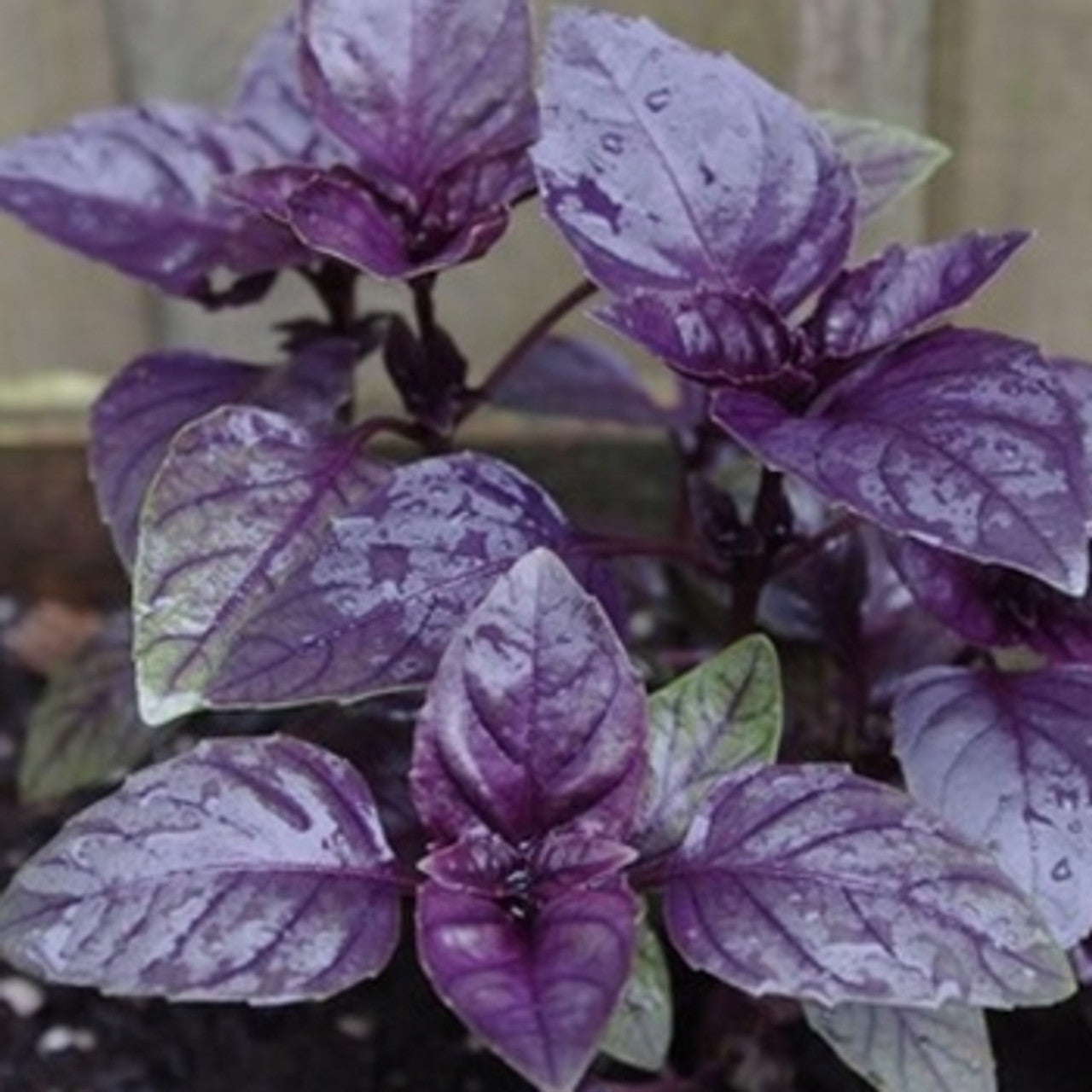 Purple Basil Herb Seeds