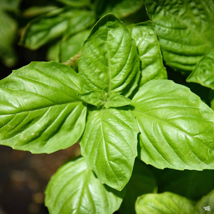 Basil Italian Broad Herb Seeds