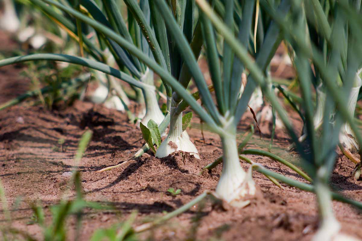 Fresh Spring Onions (Bunching Onions) - Crisp, Flavorful, and Versatile Exotic Vegetable Seeds
