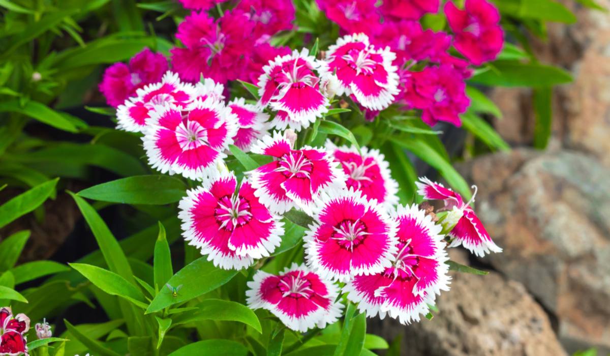Dianthus Chinensis Flower Seeds