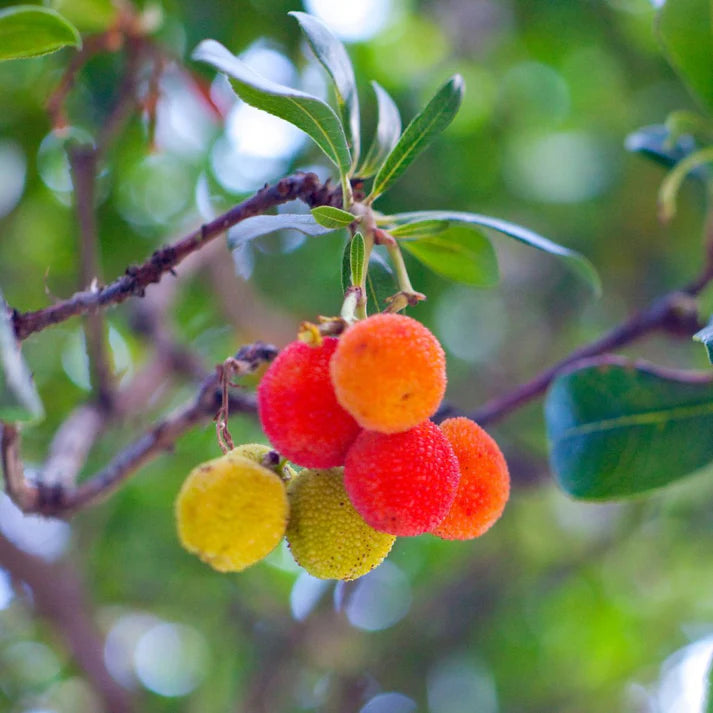 Strawberry Fruits